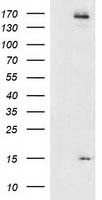 CHCHD5 Antibody in Western Blot (WB)