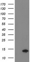 CHCHD5 Antibody in Western Blot (WB)