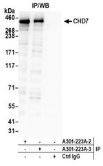 CHD7 Antibody in Western Blot (WB)