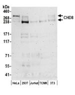 CHD8 Antibody in Western Blot (WB)