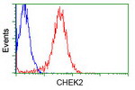 CHEK2 Antibody in Flow Cytometry (Flow)