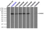 CHEK2 Antibody in Immunoprecipitation (IP)