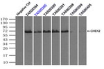 CHEK2 Antibody in Immunoprecipitation (IP)