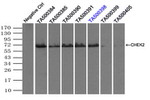 CHEK2 Antibody in Immunoprecipitation (IP)