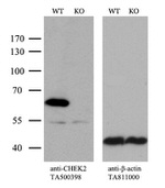 CHEK2 Antibody in Western Blot (WB)