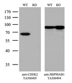 CHEK2 Antibody in Western Blot (WB)