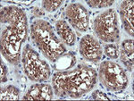 CHGA Antibody in Immunohistochemistry (Paraffin) (IHC (P))