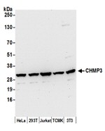 CHMP3 Antibody in Western Blot (WB)