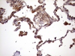 CHMP5 Antibody in Immunohistochemistry (Paraffin) (IHC (P))