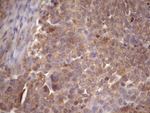 CHMP5 Antibody in Immunohistochemistry (Paraffin) (IHC (P))