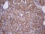 CHMP5 Antibody in Immunohistochemistry (Paraffin) (IHC (P))