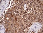 CHMP5 Antibody in Immunohistochemistry (Paraffin) (IHC (P))