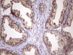 CHMP5 Antibody in Immunohistochemistry (Paraffin) (IHC (P))