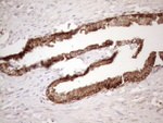 CHMP5 Antibody in Immunohistochemistry (Paraffin) (IHC (P))