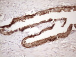 CHMP5 Antibody in Immunohistochemistry (Paraffin) (IHC (P))