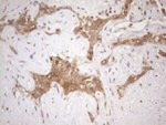 CHMP5 Antibody in Immunohistochemistry (Paraffin) (IHC (P))