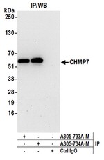 CHMP7 Antibody in Western Blot (WB)