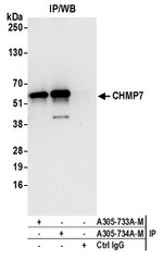 CHMP7 Antibody in Western Blot (WB)