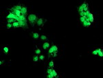 CHN1 Antibody in Immunocytochemistry (ICC/IF)