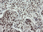 CHN1 Antibody in Immunohistochemistry (Paraffin) (IHC (P))