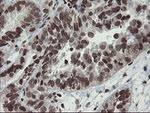 CHN1 Antibody in Immunohistochemistry (Paraffin) (IHC (P))