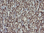 CHN1 Antibody in Immunohistochemistry (Paraffin) (IHC (P))