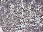 CHN1 Antibody in Immunohistochemistry (Paraffin) (IHC (P))