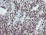 CHN1 Antibody in Immunohistochemistry (Paraffin) (IHC (P))