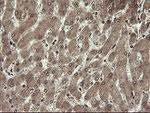 CHN1 Antibody in Immunohistochemistry (Paraffin) (IHC (P))