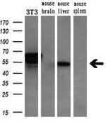 CHN1 Antibody in Western Blot (WB)