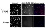 CHOP Antibody in Immunocytochemistry (ICC/IF)