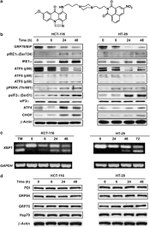 CHOP Antibody in Western Blot (WB)