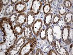 CHP1 Antibody in Immunohistochemistry (Paraffin) (IHC (P))