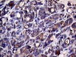 CHP1 Antibody in Immunohistochemistry (Paraffin) (IHC (P))