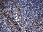 CHP1 Antibody in Immunohistochemistry (Paraffin) (IHC (P))