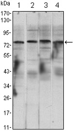 IKK alpha Antibody in Western Blot (WB)