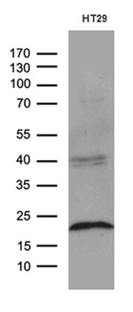 CIB1 Antibody in Western Blot (WB)