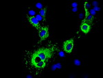 CISD1 Antibody in Immunocytochemistry (ICC/IF)