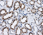 CISD1 Antibody in Immunohistochemistry (Paraffin) (IHC (P))