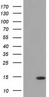 CISD1 Antibody in Western Blot (WB)