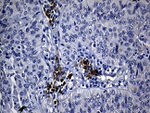 CISD2 Antibody in Immunohistochemistry (Paraffin) (IHC (P))