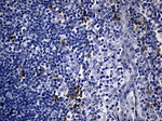 CISD2 Antibody in Immunohistochemistry (Paraffin) (IHC (P))