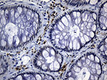 CISD2 Antibody in Immunohistochemistry (Paraffin) (IHC (P))