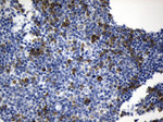 CISD2 Antibody in Immunohistochemistry (Paraffin) (IHC (P))