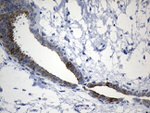 CISD2 Antibody in Immunohistochemistry (Paraffin) (IHC (P))