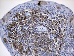 CISD2 Antibody in Immunohistochemistry (Paraffin) (IHC (P))