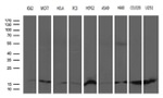 CISD2 Antibody in Western Blot (WB)