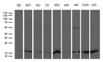 CISD2 Antibody in Western Blot (WB)