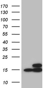 CISD2 Antibody in Western Blot (WB)