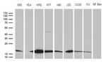 CISD2 Antibody in Western Blot (WB)